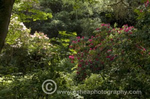 Rhododendran Gardens Howth Castle www.osheaphotography.com